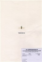 藏品(小鈣扇藻)的圖片